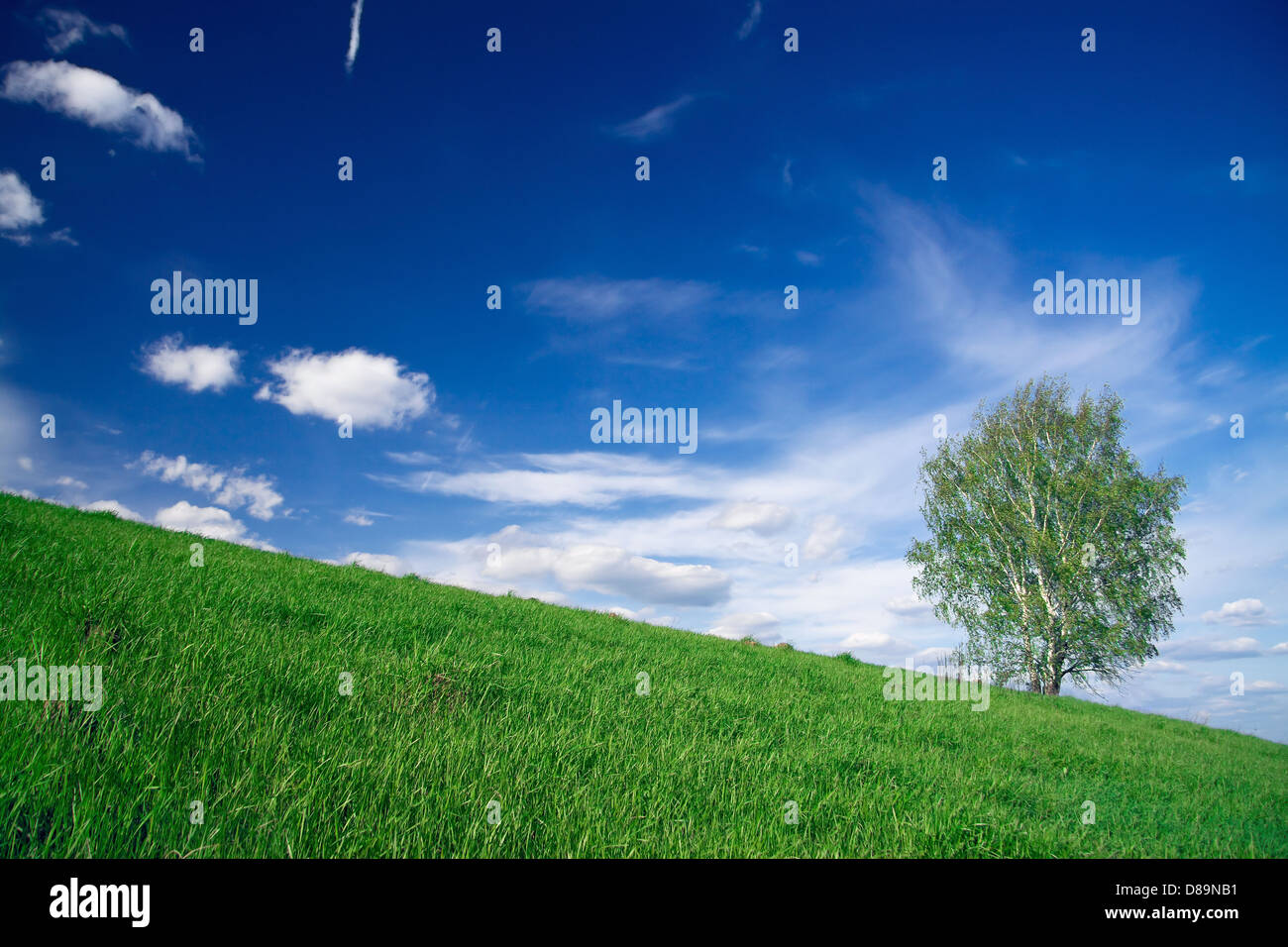 summer landscape with a lonely tree and the blue sky Stock Photo - Alamy