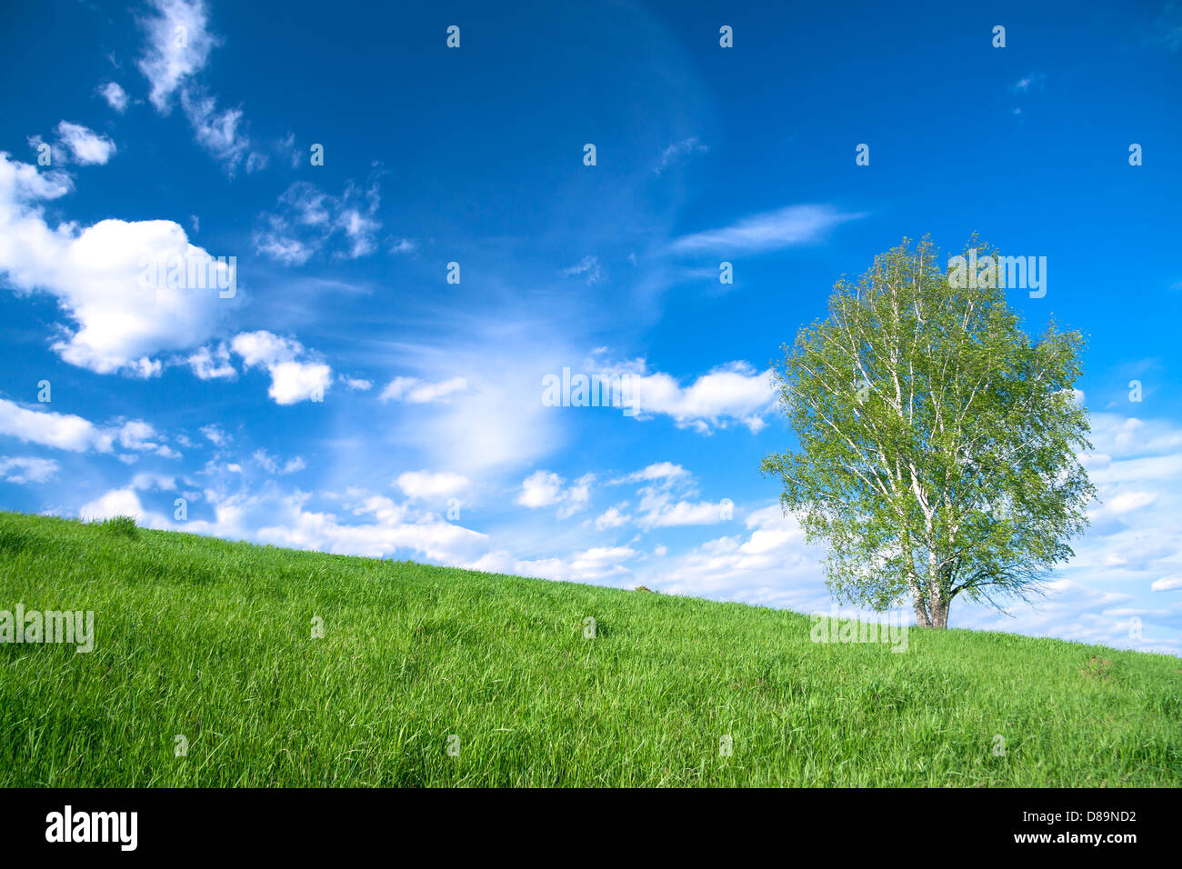 Summer landscapes lonely tree hi-res stock photography and images - Alamy