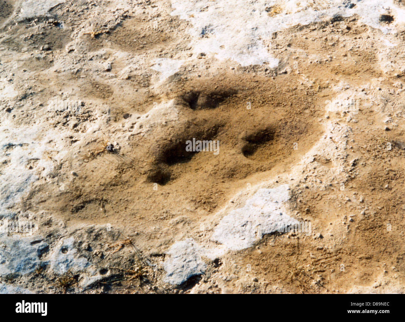 Dinosaur Tracks Texas Stock Photo - Alamy