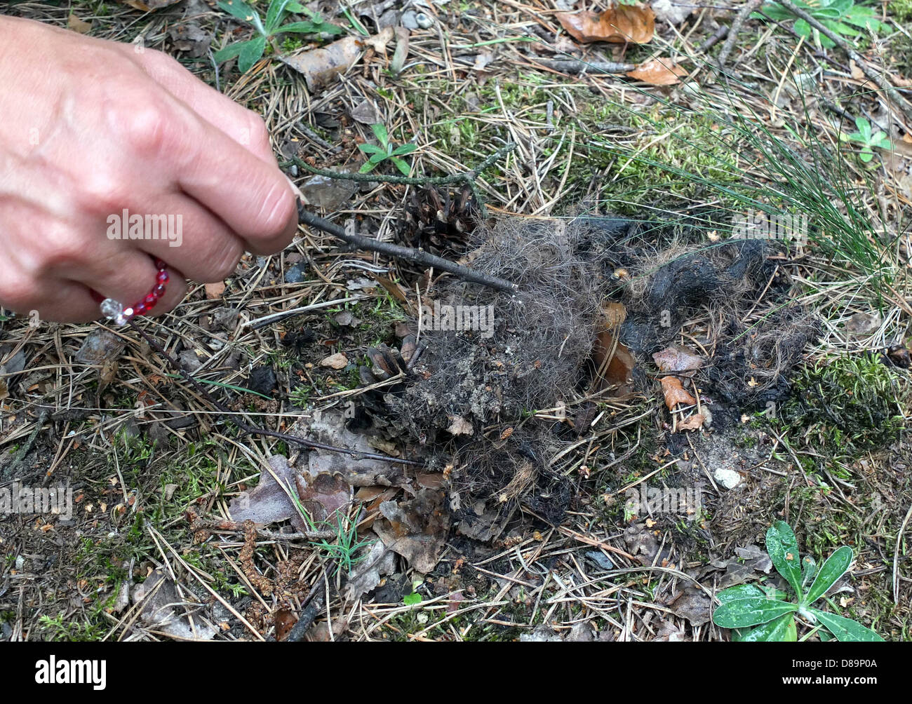 A woman discovered Wolf excrement in the forest near Bad Muskau in the Lausitz (Brandenburg). Stock Photo