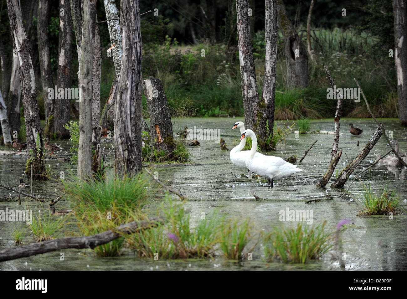 Two swans in a moorland in biosphere reserve Müritz near Granzin (Mecklenburg-Vorpommern) Stock Photo