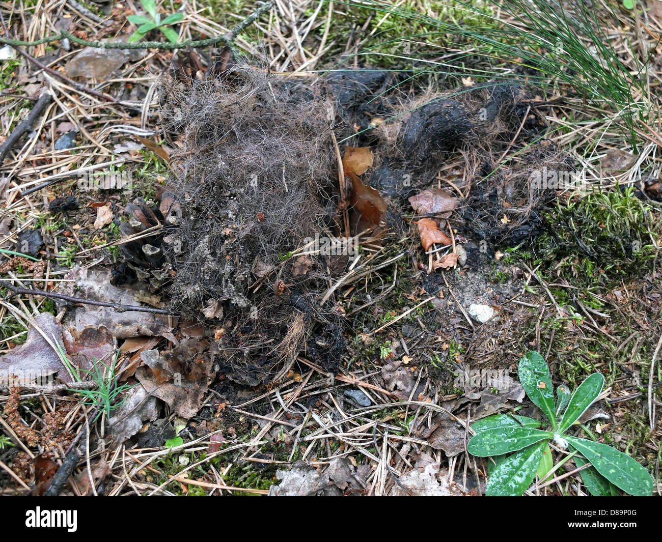Wolf excrement in the forest near Bad Muskau in the Lausitz (Brandenburg). Stock Photo