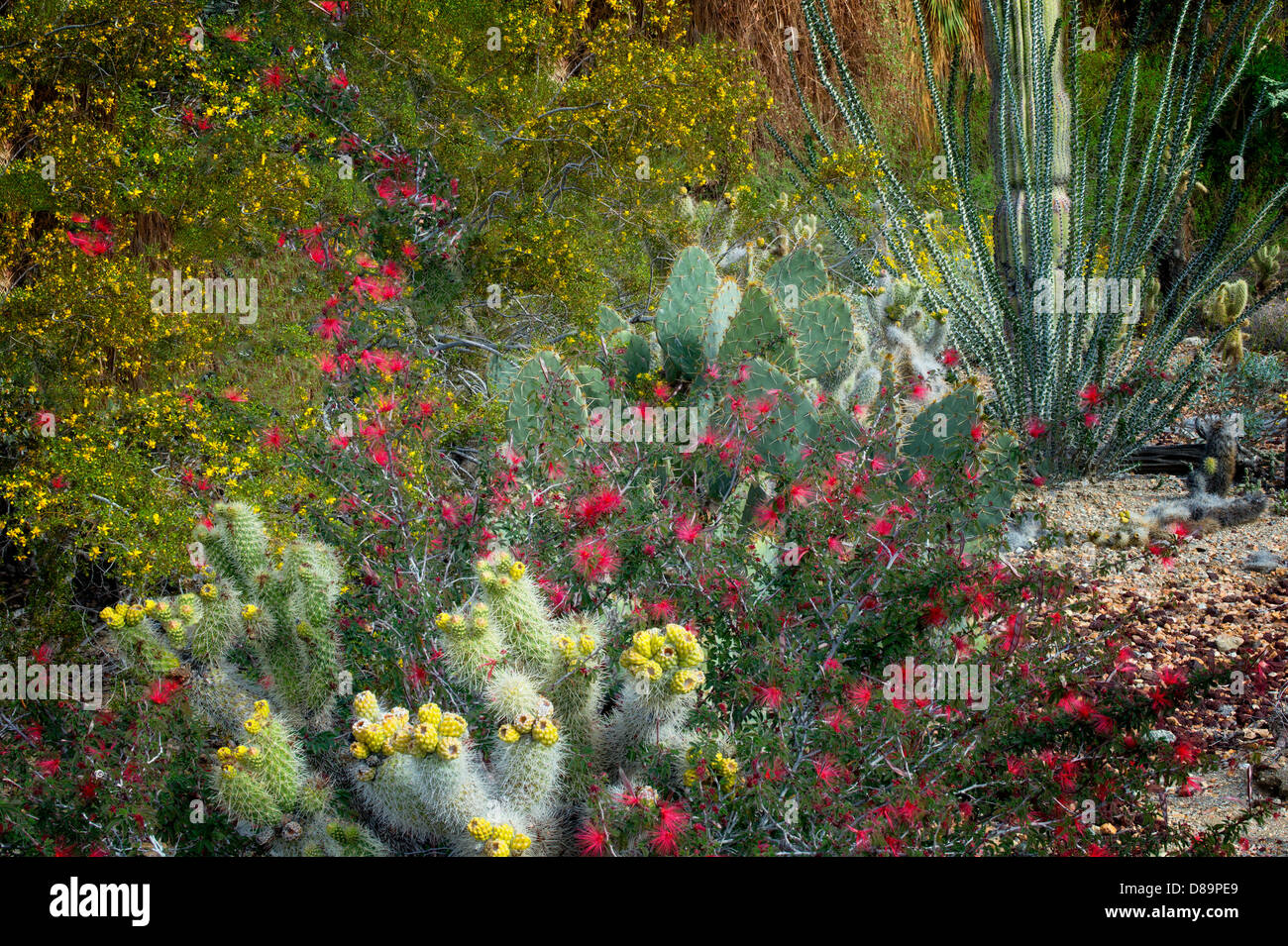 Cactus garden with cholla, prickly pear, ocotillo, and other flowers.,The Living Desert. Palm Desert, California Stock Photo