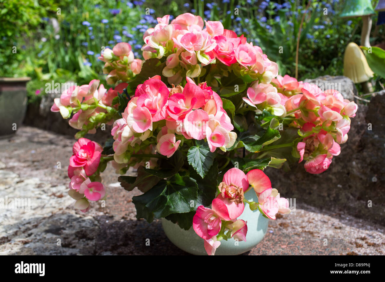 Begonia is a genus of perennial flowering plants. The genus contains about 1,400 different plant species. Natives of tropics. Stock Photo