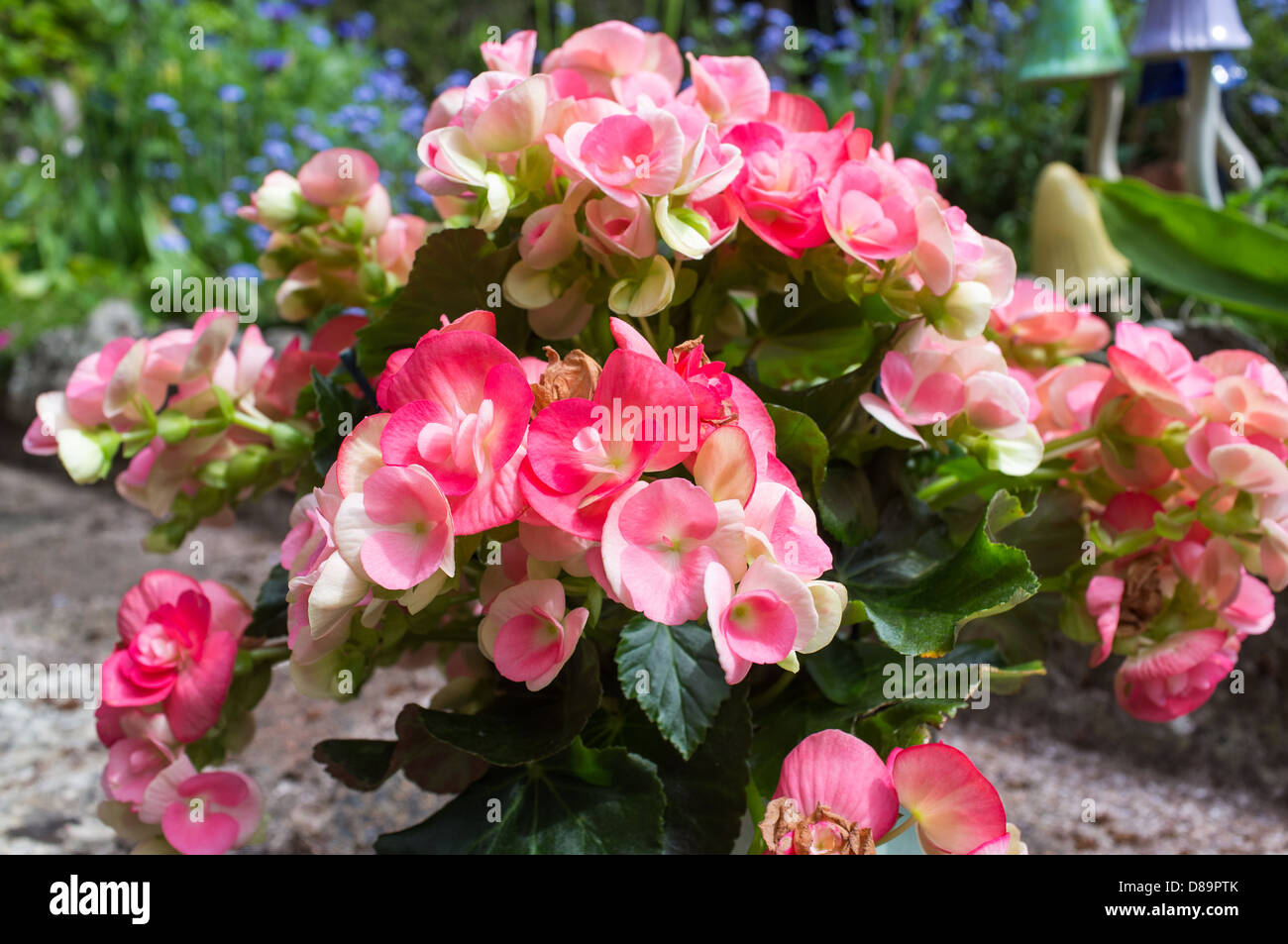 Begonia is a genus of perennial flowering plants. The genus contains about 1,400 different plant species. Natives of tropics. Stock Photo