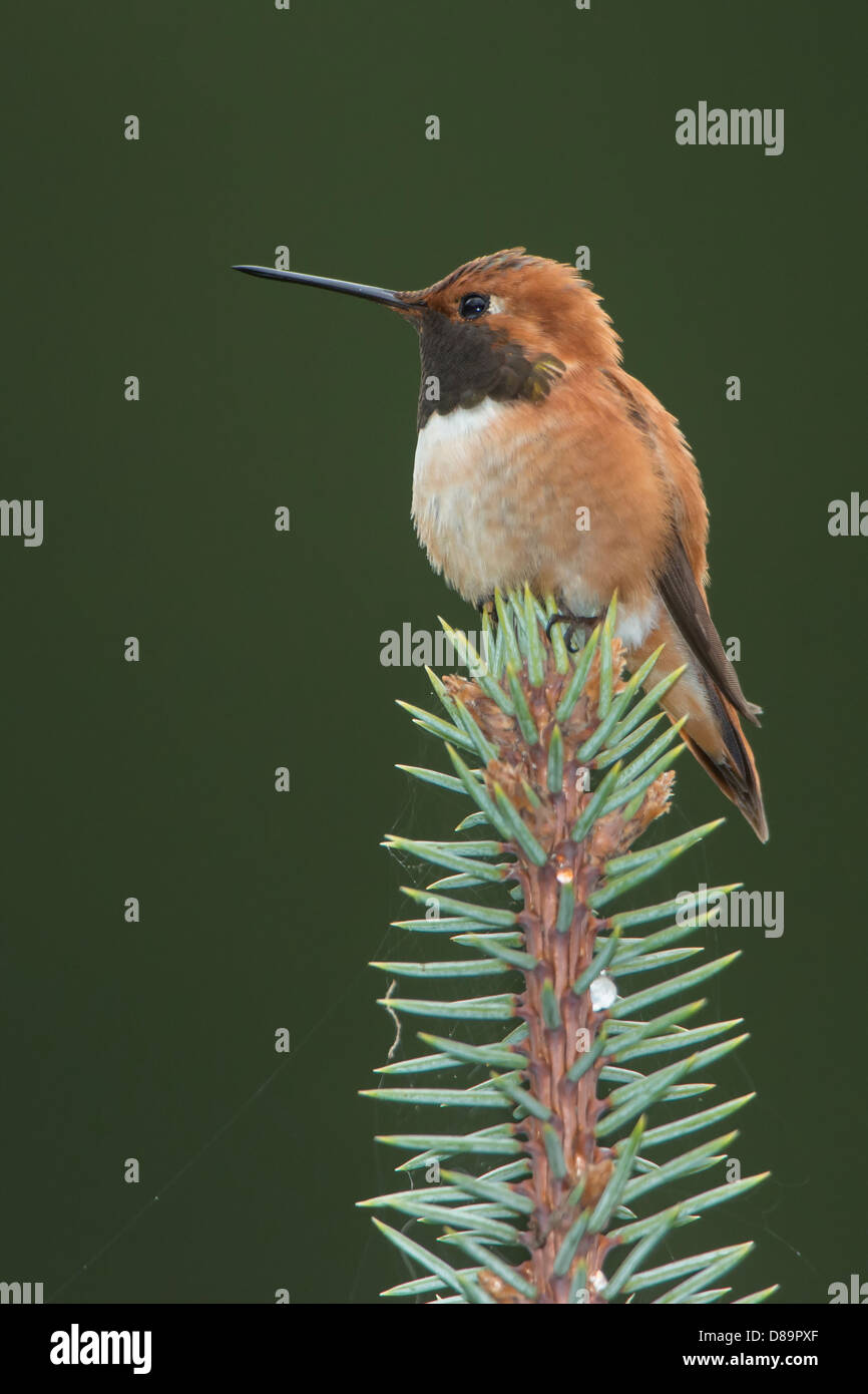 A male rufous hummingbird (Selasphorus rufus) perched on the top of a pine tree, Clearwater National Forest, Idaho Stock Photo