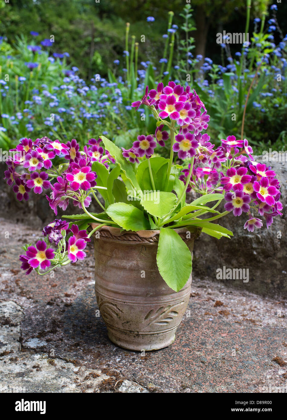 primula auricula old mustard