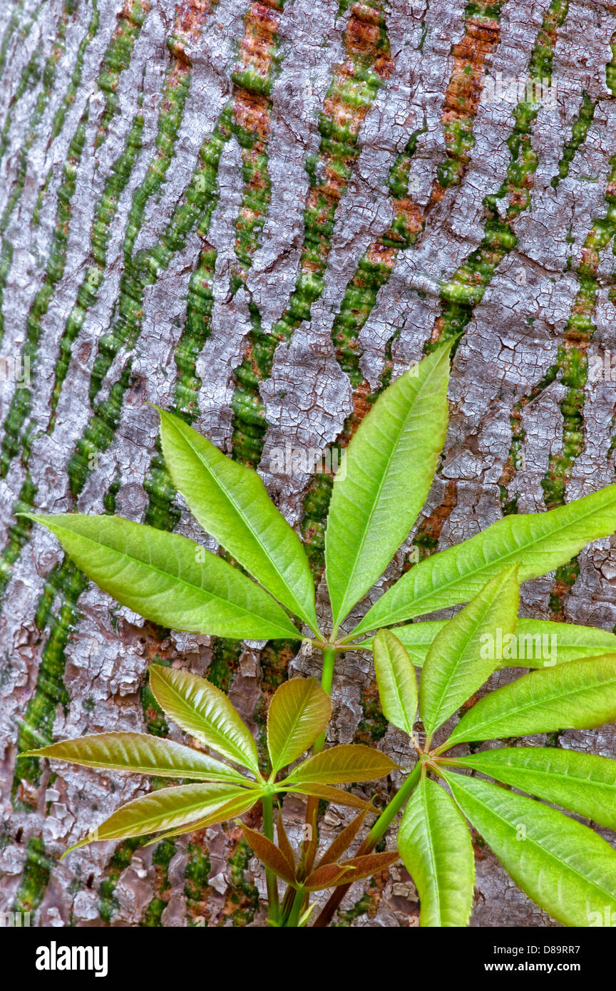 Close up of Silk Floss Tree (Ceiba Speciosa) New spring growth leaves and bark. California Stock Photo