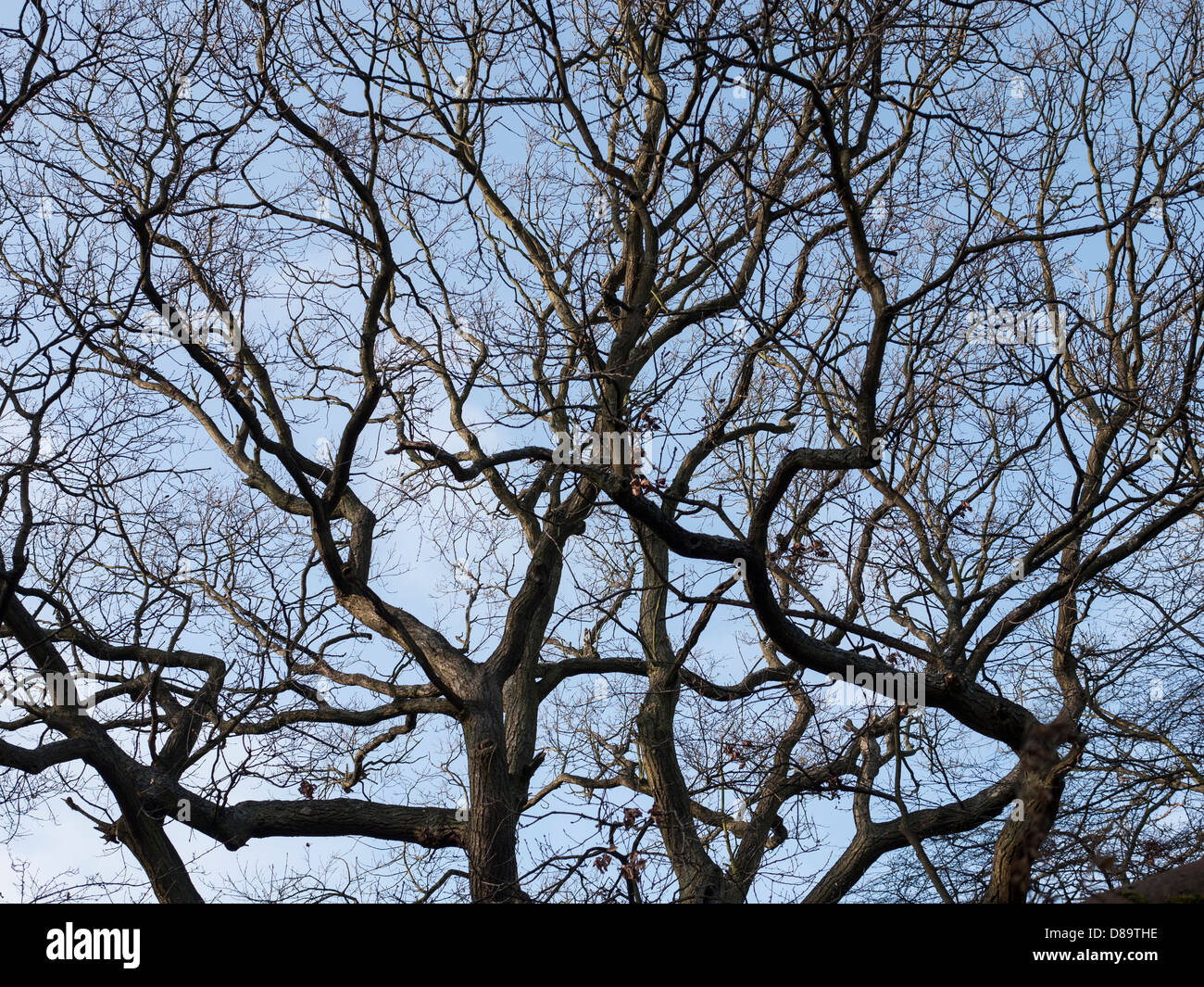 Looking up to silhouettes of tree branches with a background of blue sky Stock Photo