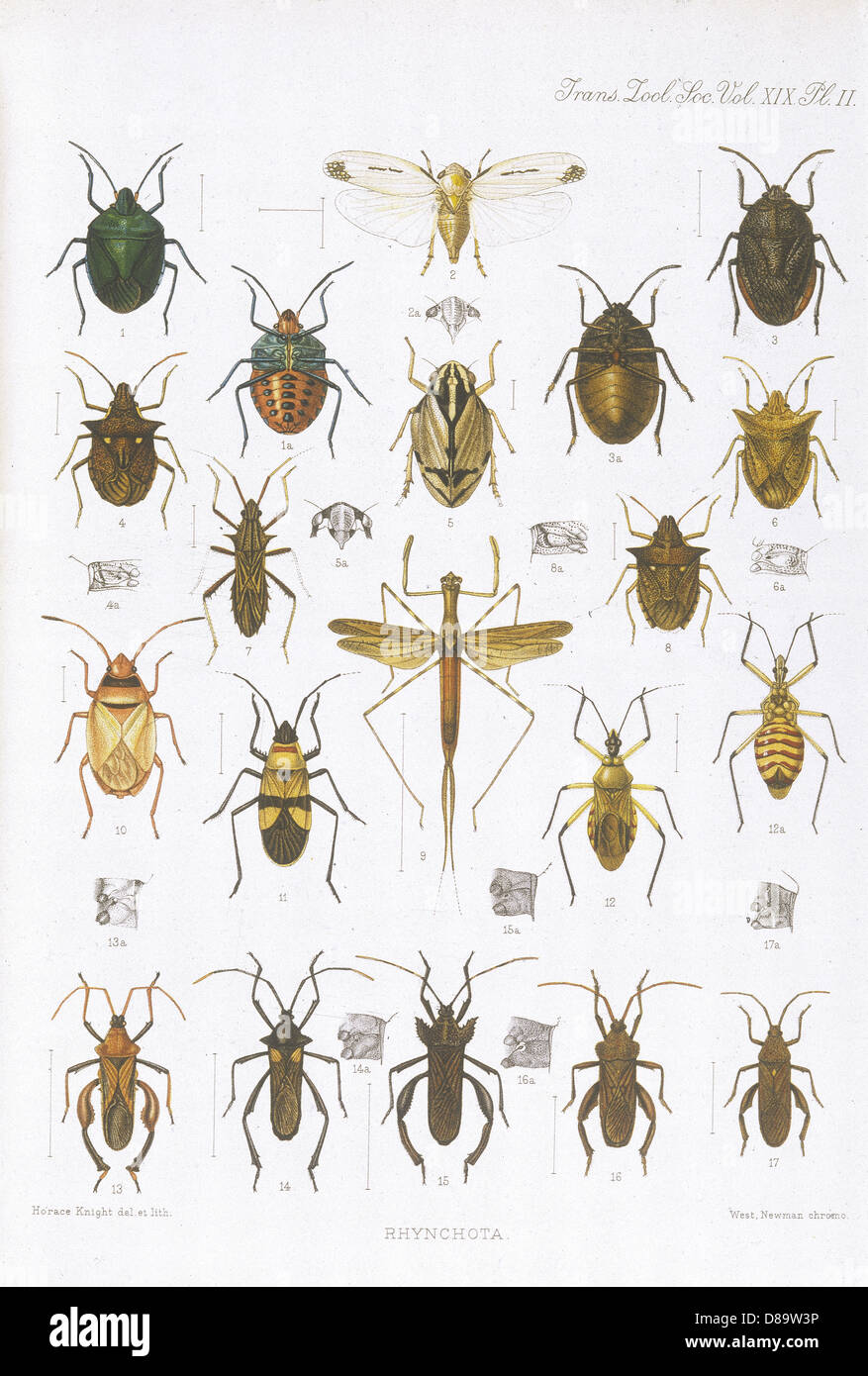 Species of beetles hi-res stock photography and images - Alamy