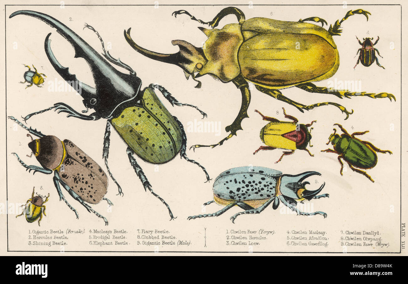 A variety of Large Beetle Species Stock Photo