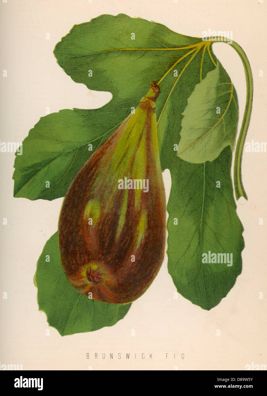Fig fig hi-res stock photography and images - Alamy