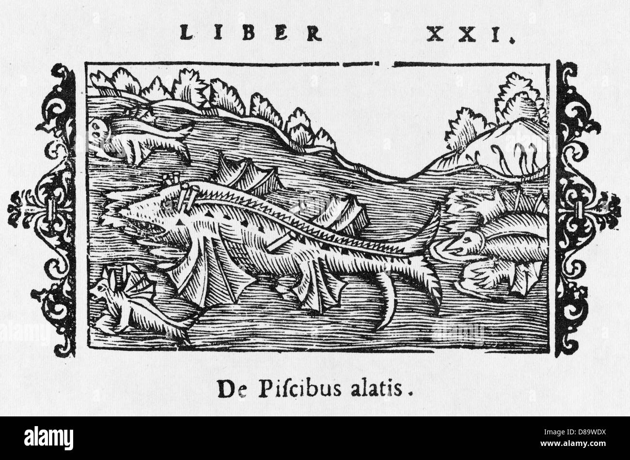 FLYING FISH/NORTHERN SEA Stock Photo Alamy