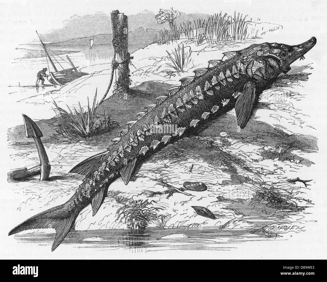 STURGEON/RIVERBANK C1860 Stock Photo