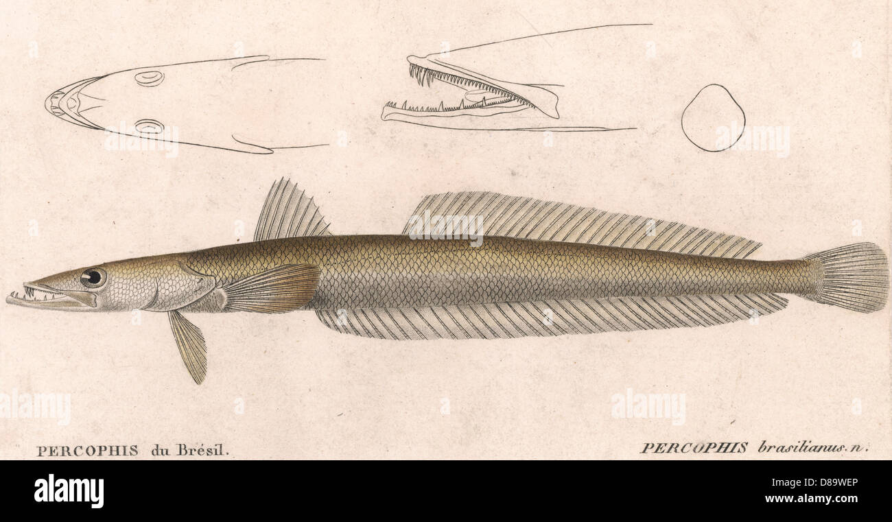 Percophis hires stock photography and images Alamy