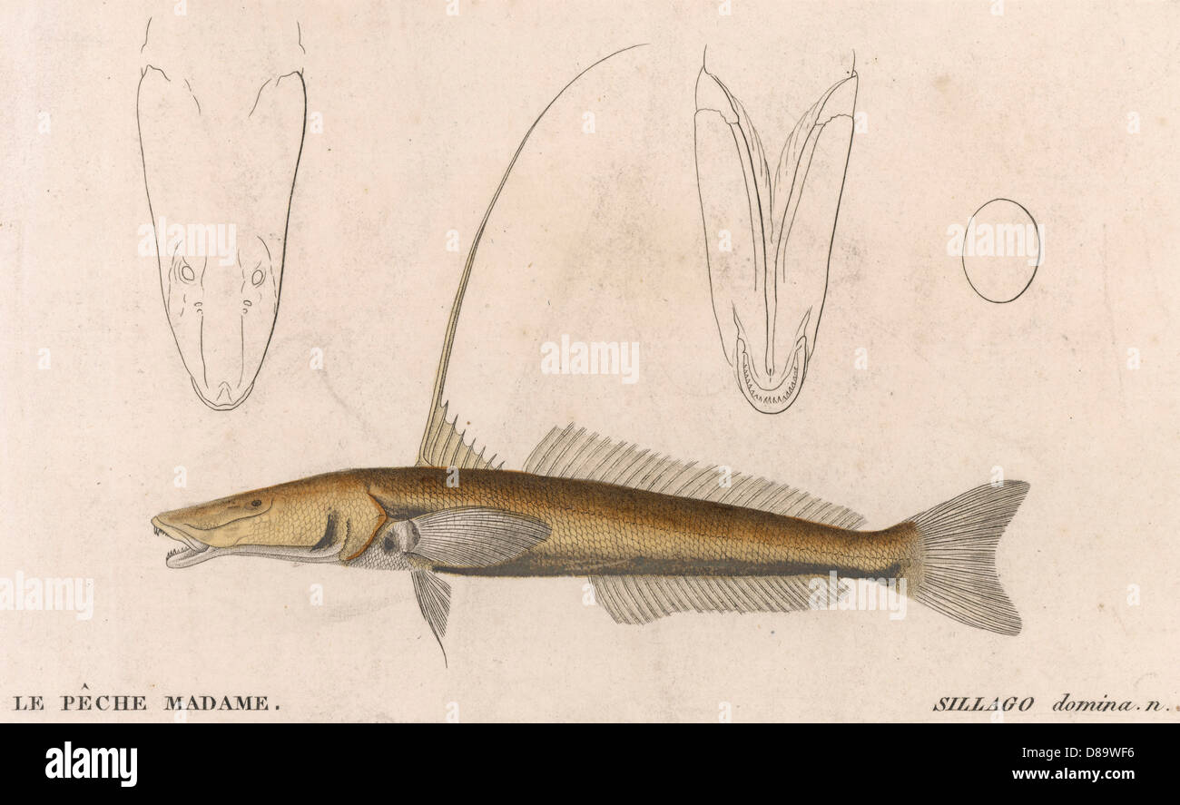 SILVER SILLAGO/FISH/1860 Stock Photo