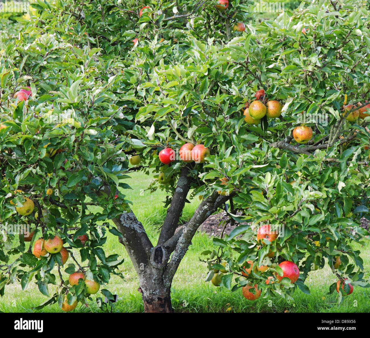 Ripening red apples on a tree in an English Orchard Stock Photo