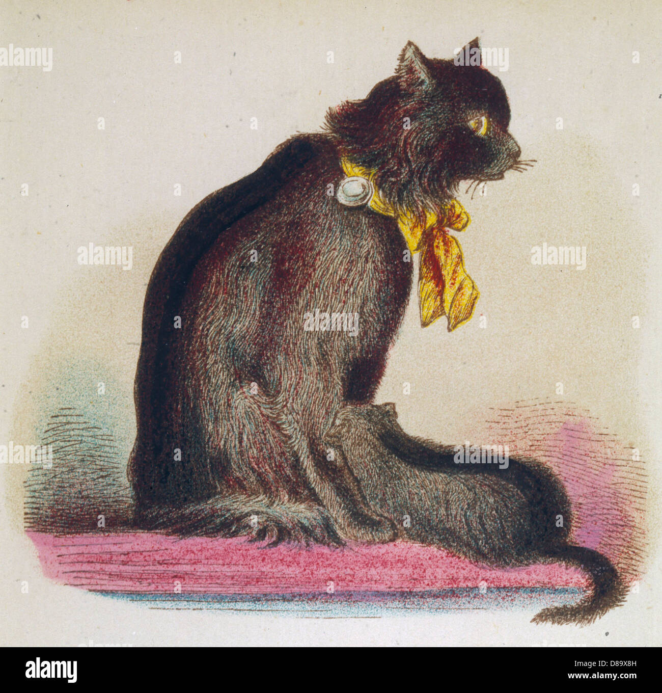 ANGORA CAT 1870S Stock Photo