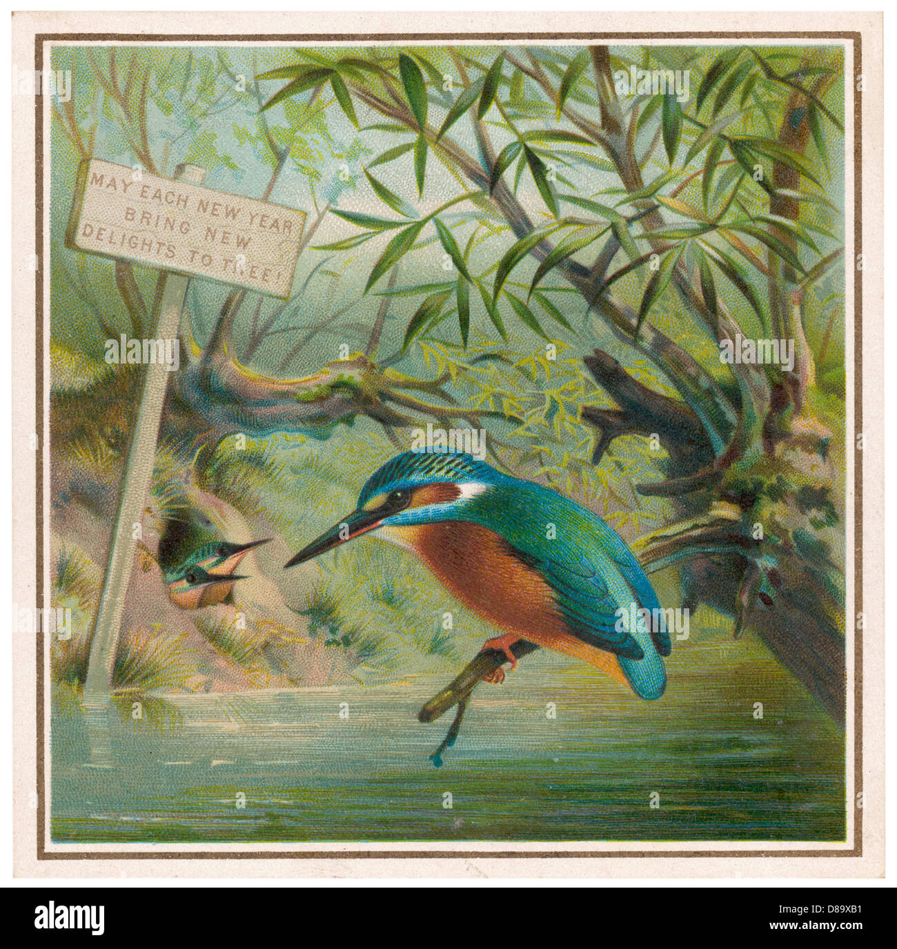 Kingfisher Card Stock Photo