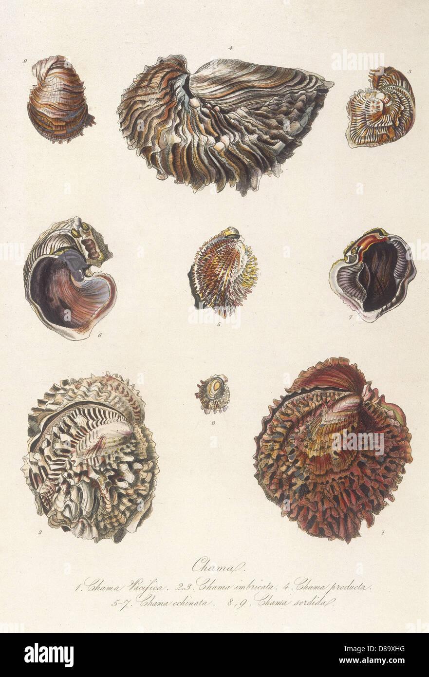 Various marine shells hi-res stock photography and images - Alamy