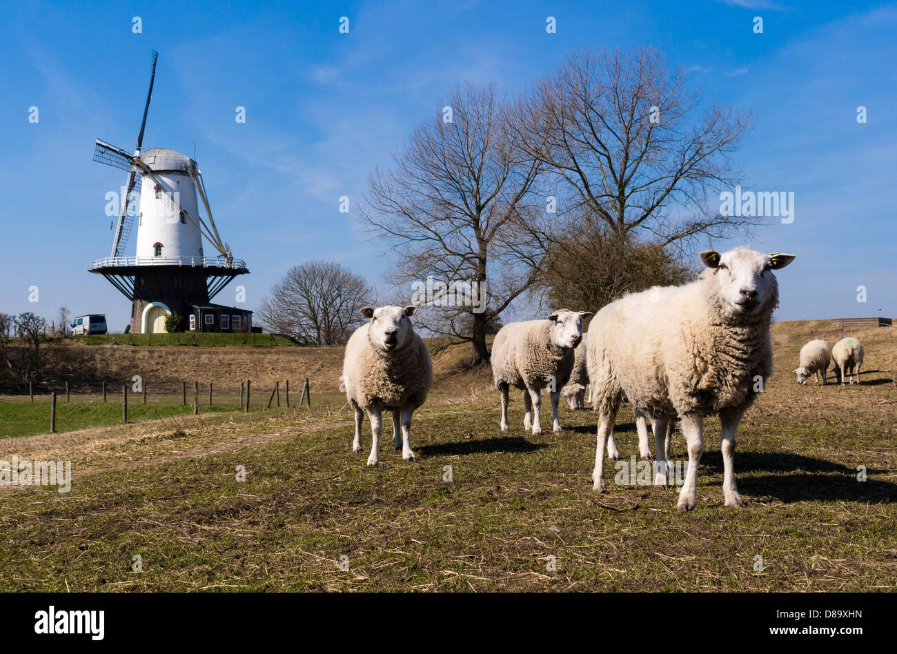 Sheep graze on a meadow in front of the Veere windmill. Stock Photo
