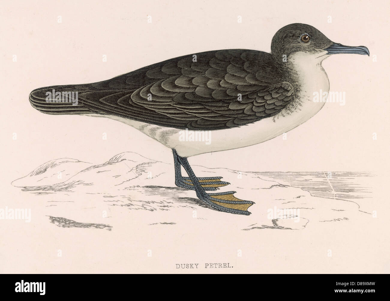 Dusky shearwater hi-res stock photography and images - Alamy