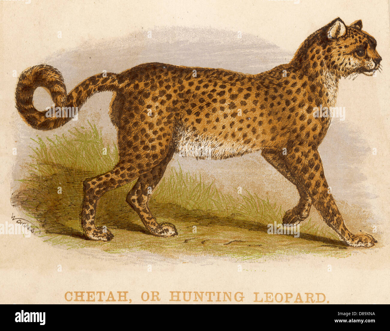 Profile Of A Cheetah Stock Photo - Alamy