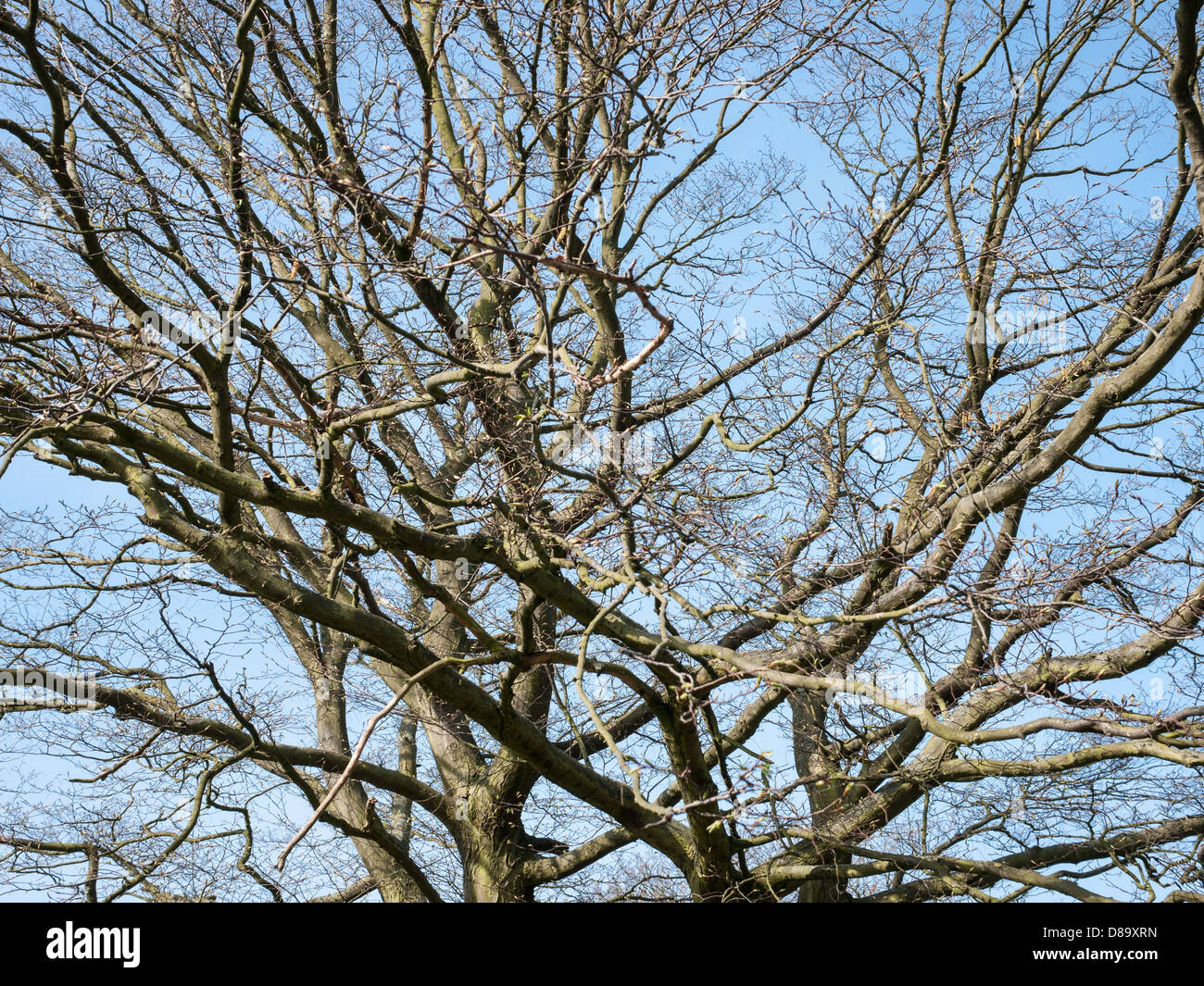 Looking up to silhouettes of tree branches with a background of blue sky Stock Photo