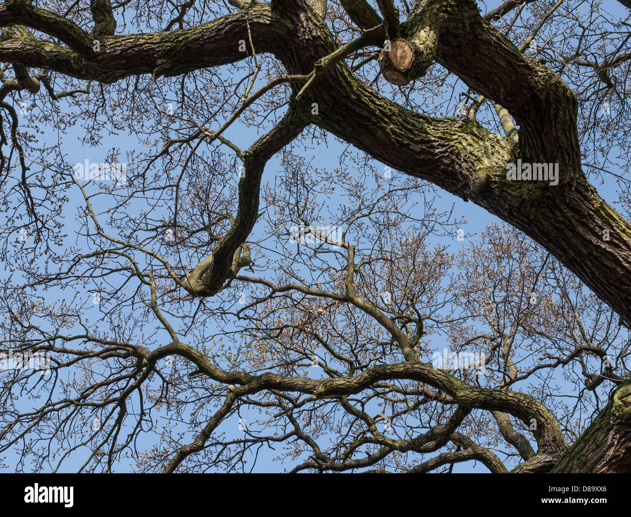 Looking up to silhouettes of tree branches with a background of blue sky Stock Photo