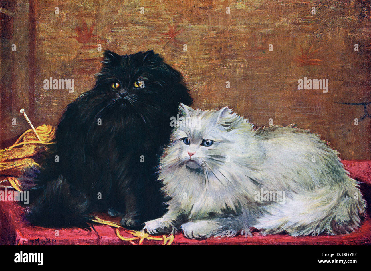 B/W PERSIAN CATS Stock Photo