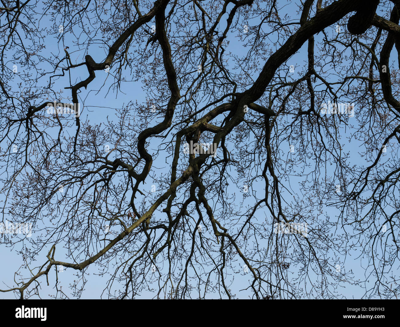 Looking up to silhouettes of tree branches with a background of blue sky Stock Photo