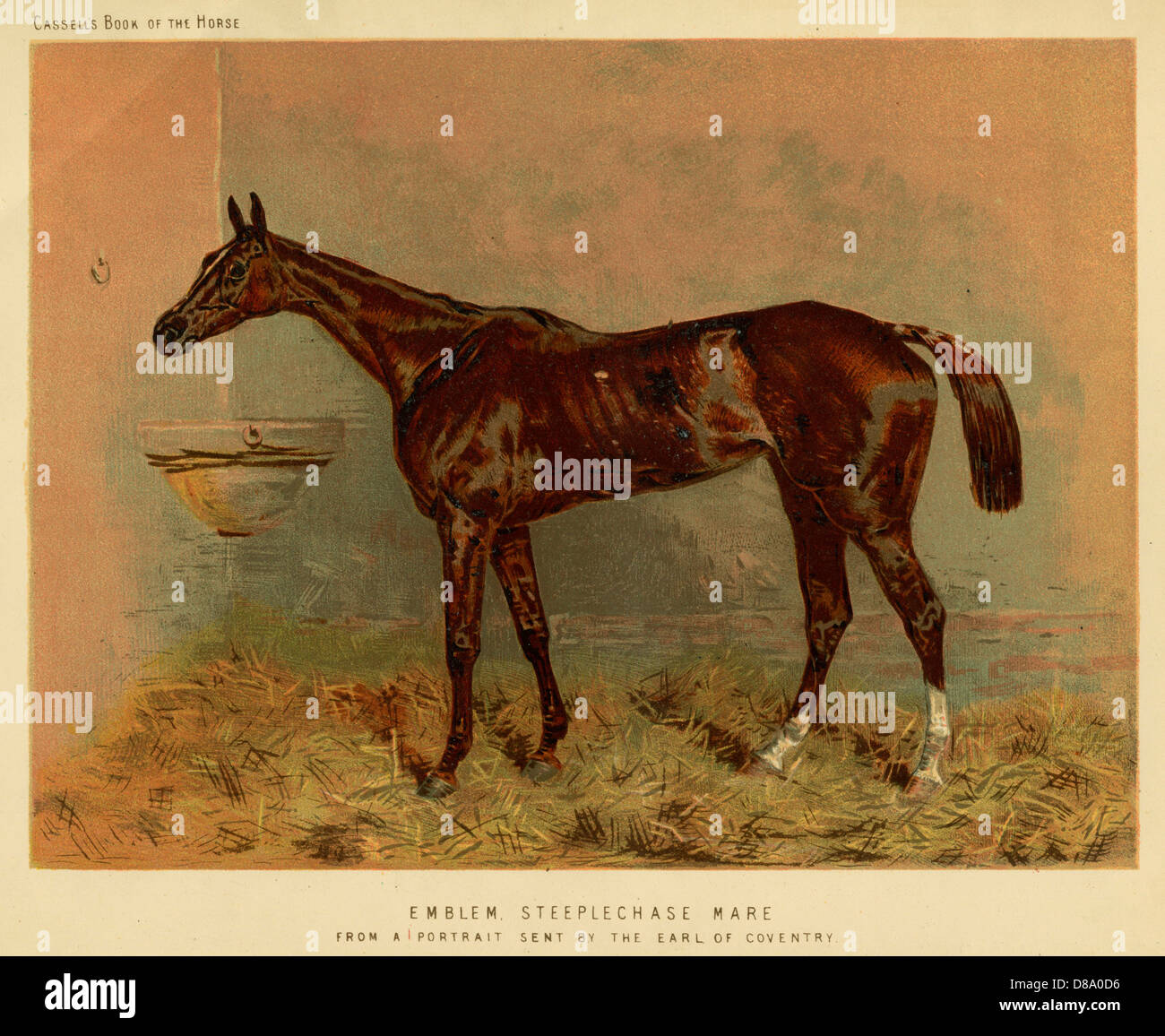 Emblem (Racehorse) Stock Photo