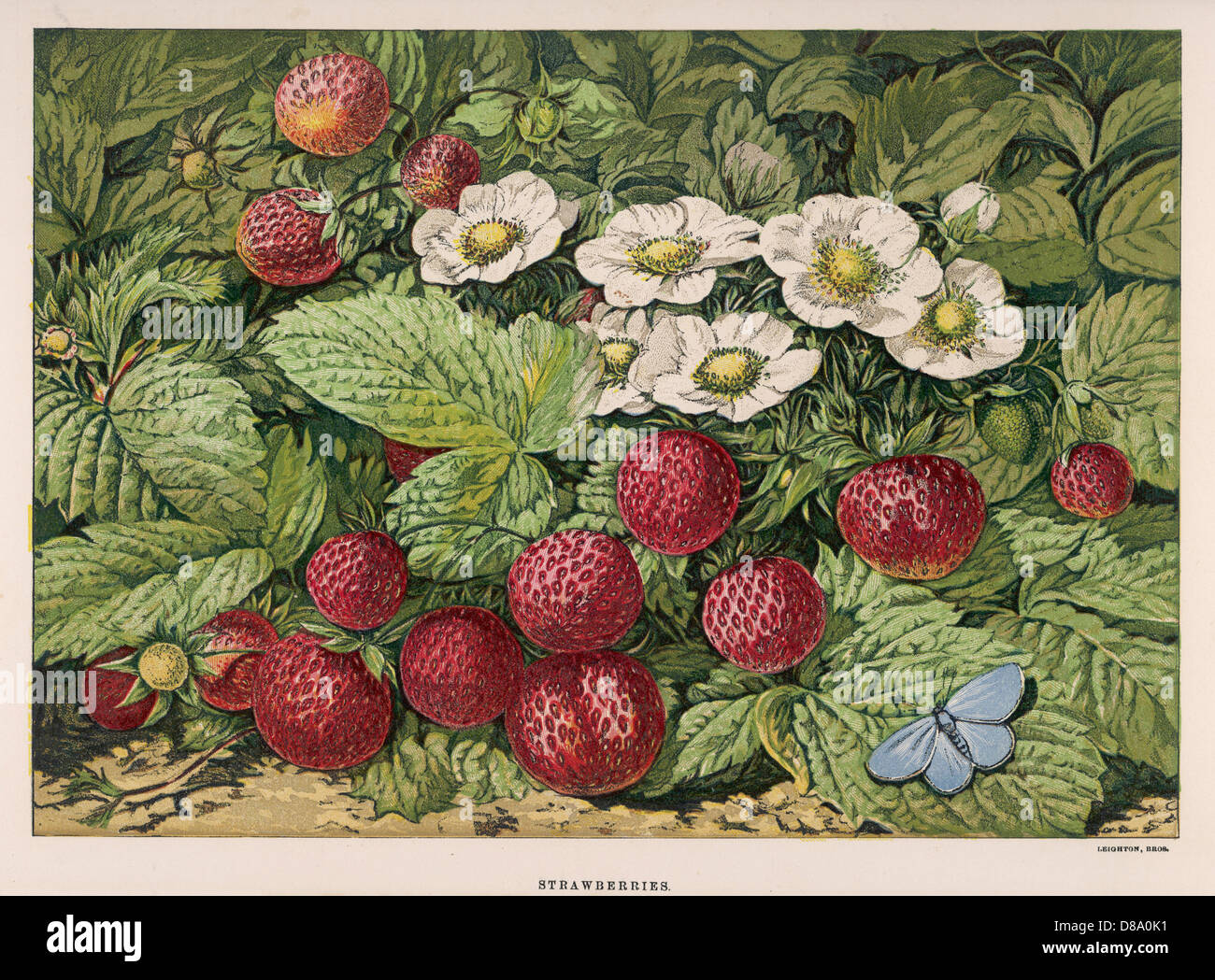 STRAWBERRIES & FLOWERS Stock Photo - Alamy