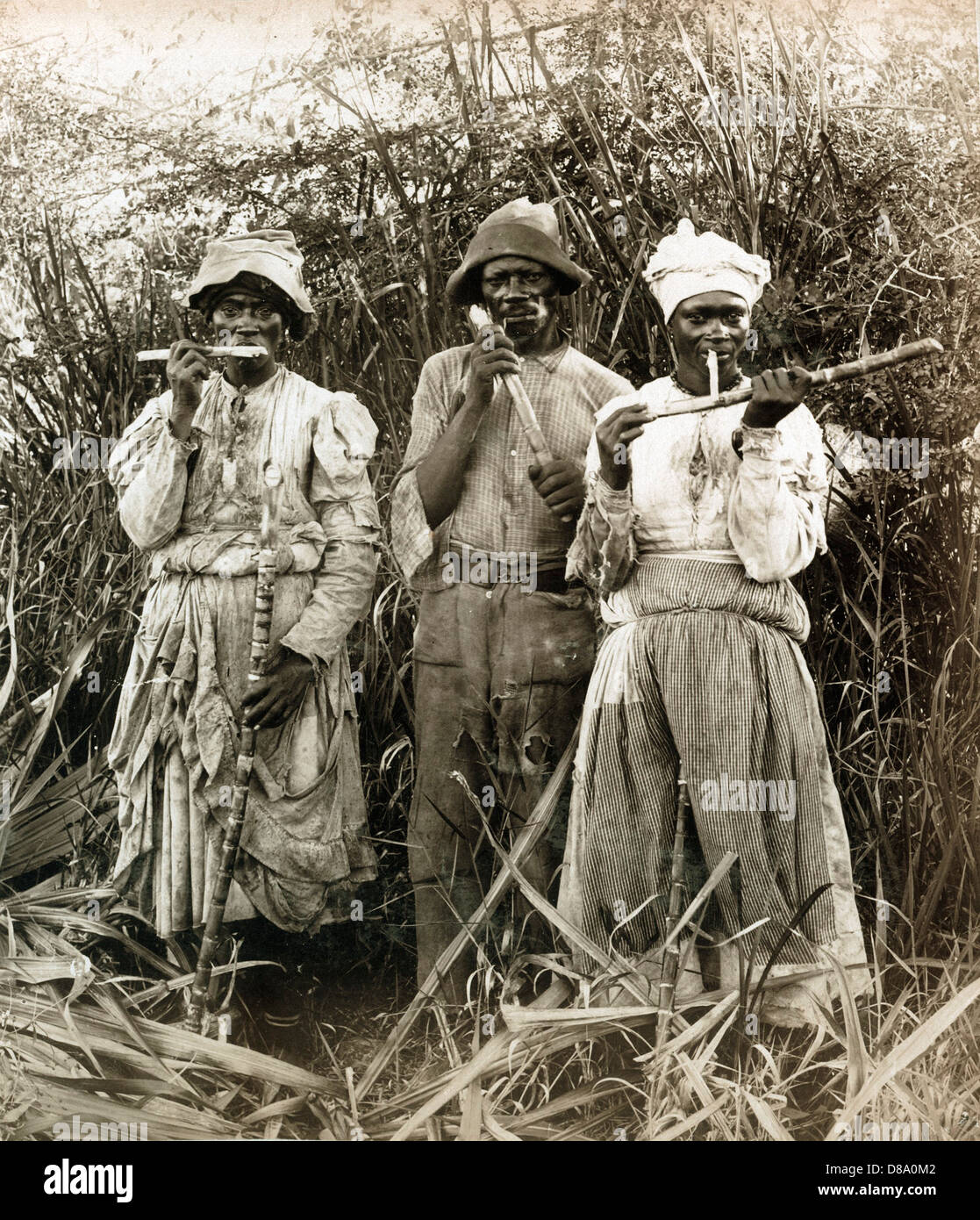Sugar Cane Cutters, Jamaica, ca 1890, by A. Duperly and Sons Stock Photo
