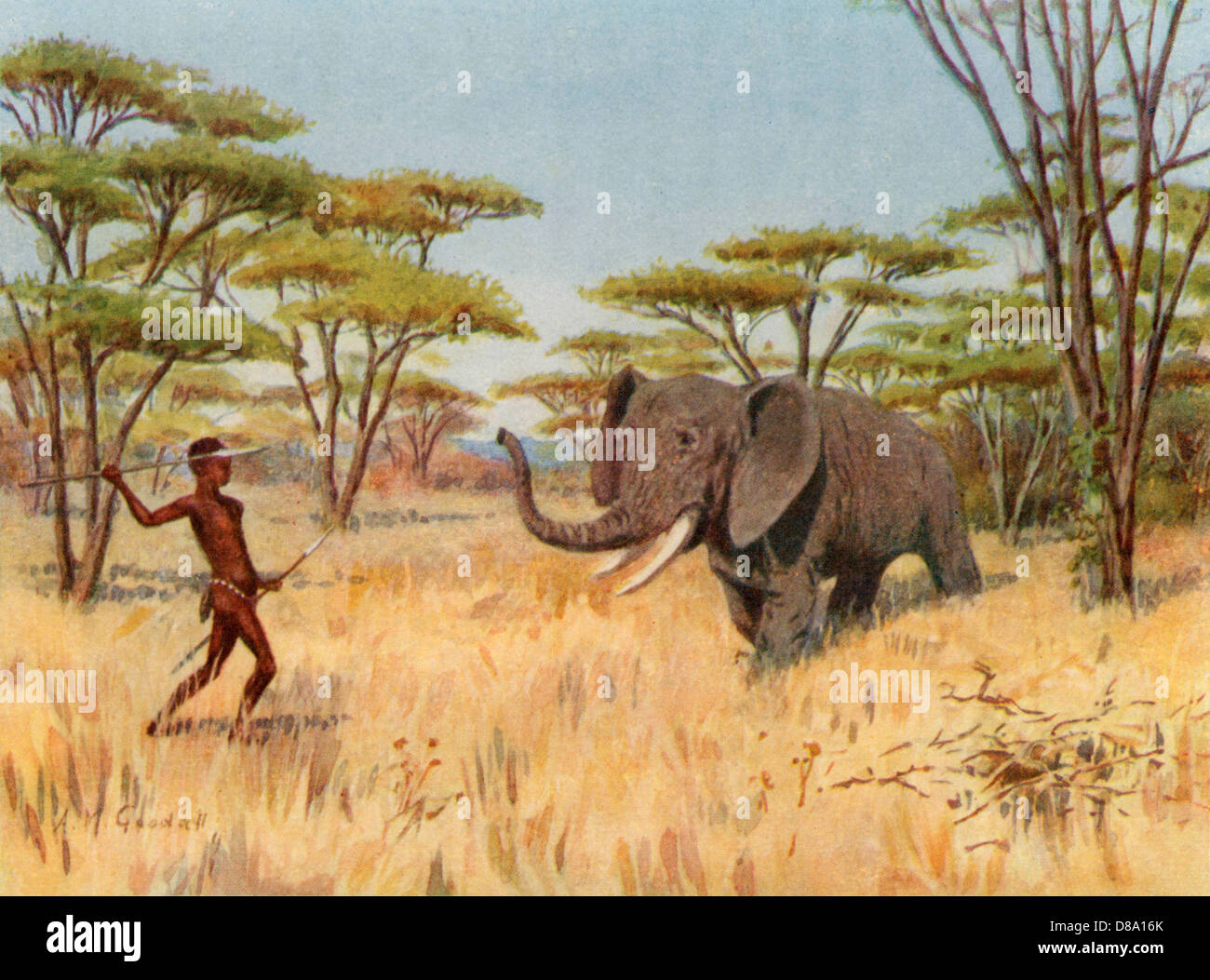 Elephant Hunt Africa Stock Photo 56768843 Alamy