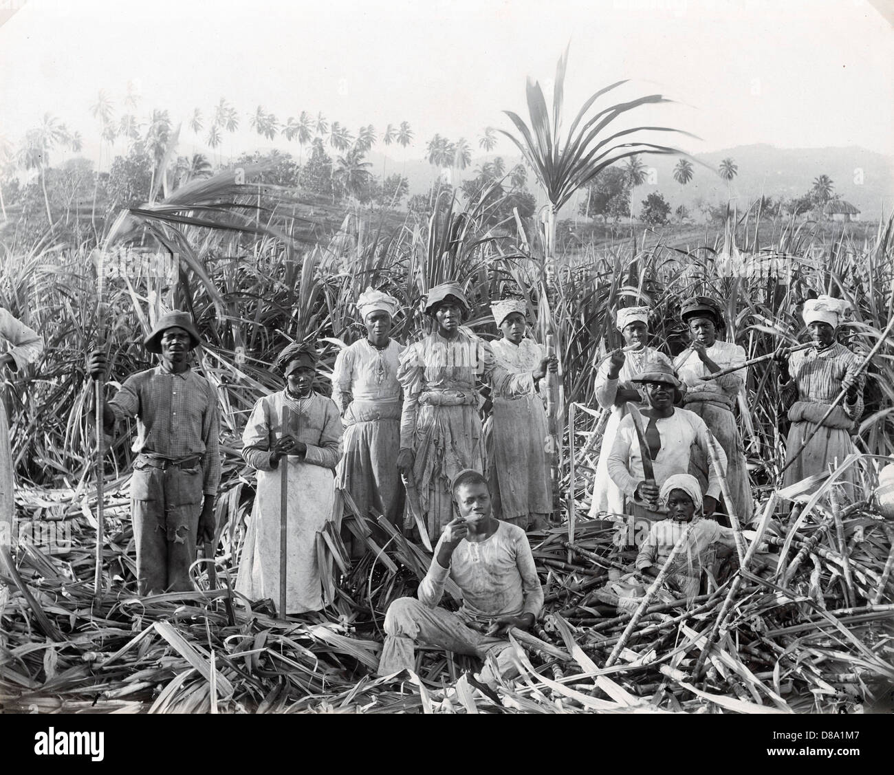 Sugar Cane Cutters, Jamaica, ca 1890, by A. Duperly & Sons Stock Photo