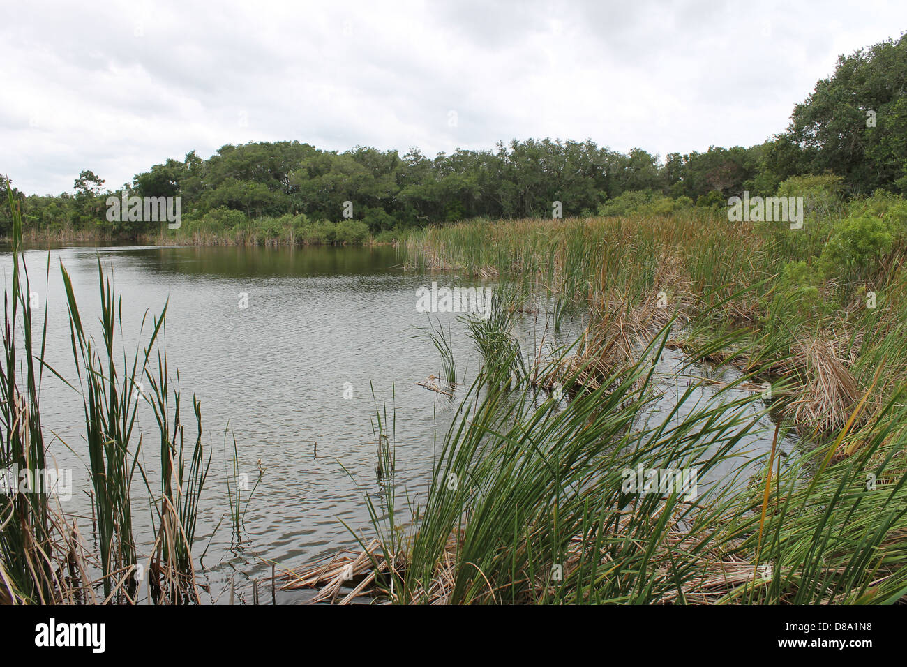 Jungle pond hi-res stock photography and images - Alamy