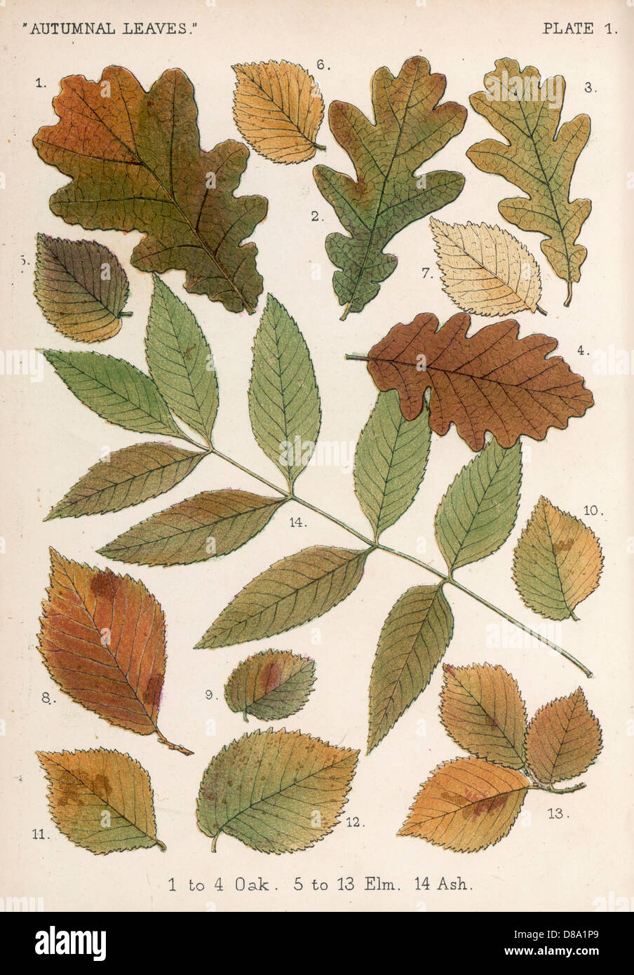 Oak, Ash, Elm Leaves Stock Photo Alamy