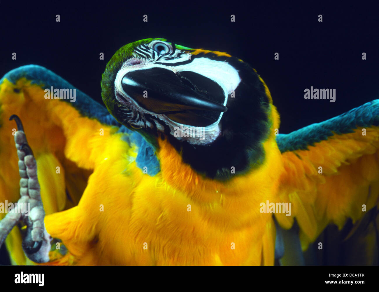 Image showcasing Loud macaw hi-res stock photography and images - Alamy