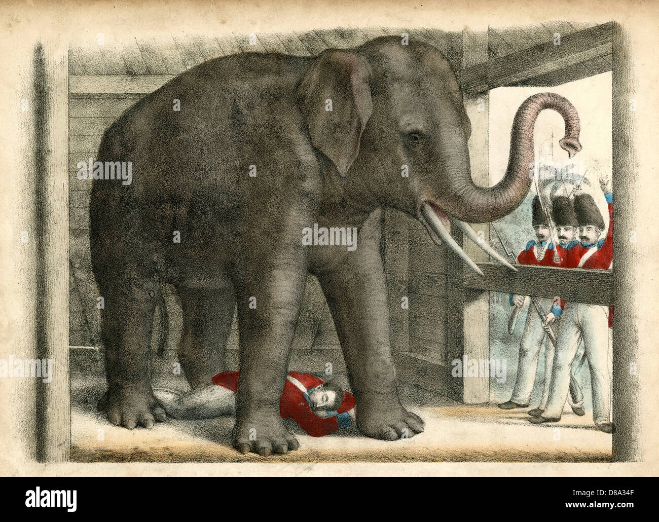 Elephant trooper hi-res stock photography and images - Alamy