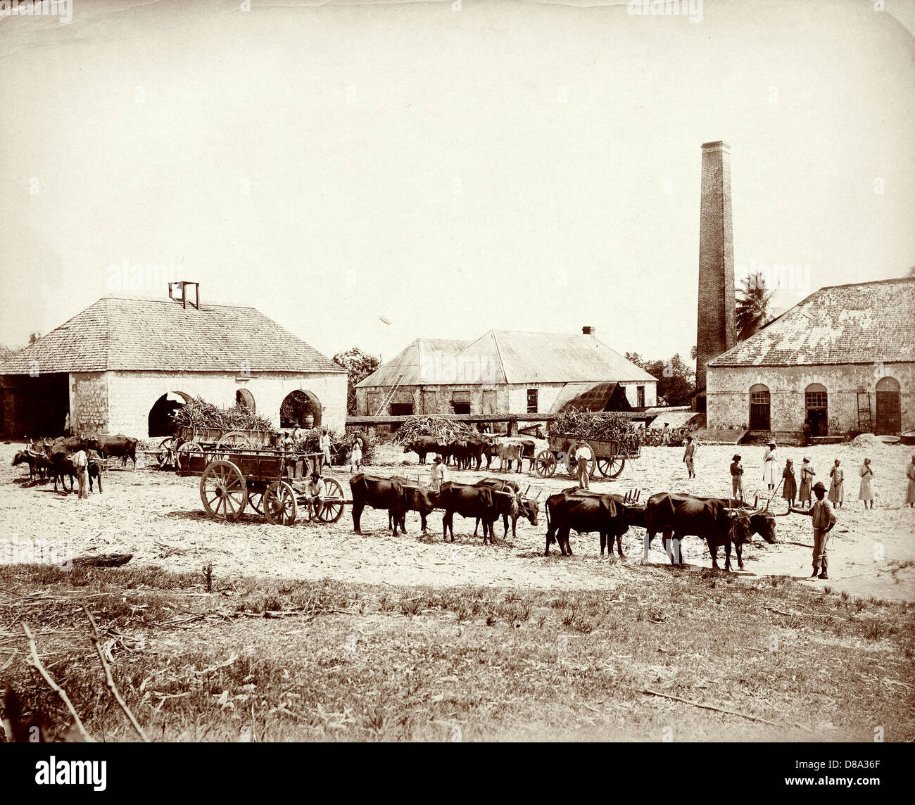 Llandovery Sugar Estate, St. Ann, Jamaica, ca 1890, by Dr James Johnston Stock Photo