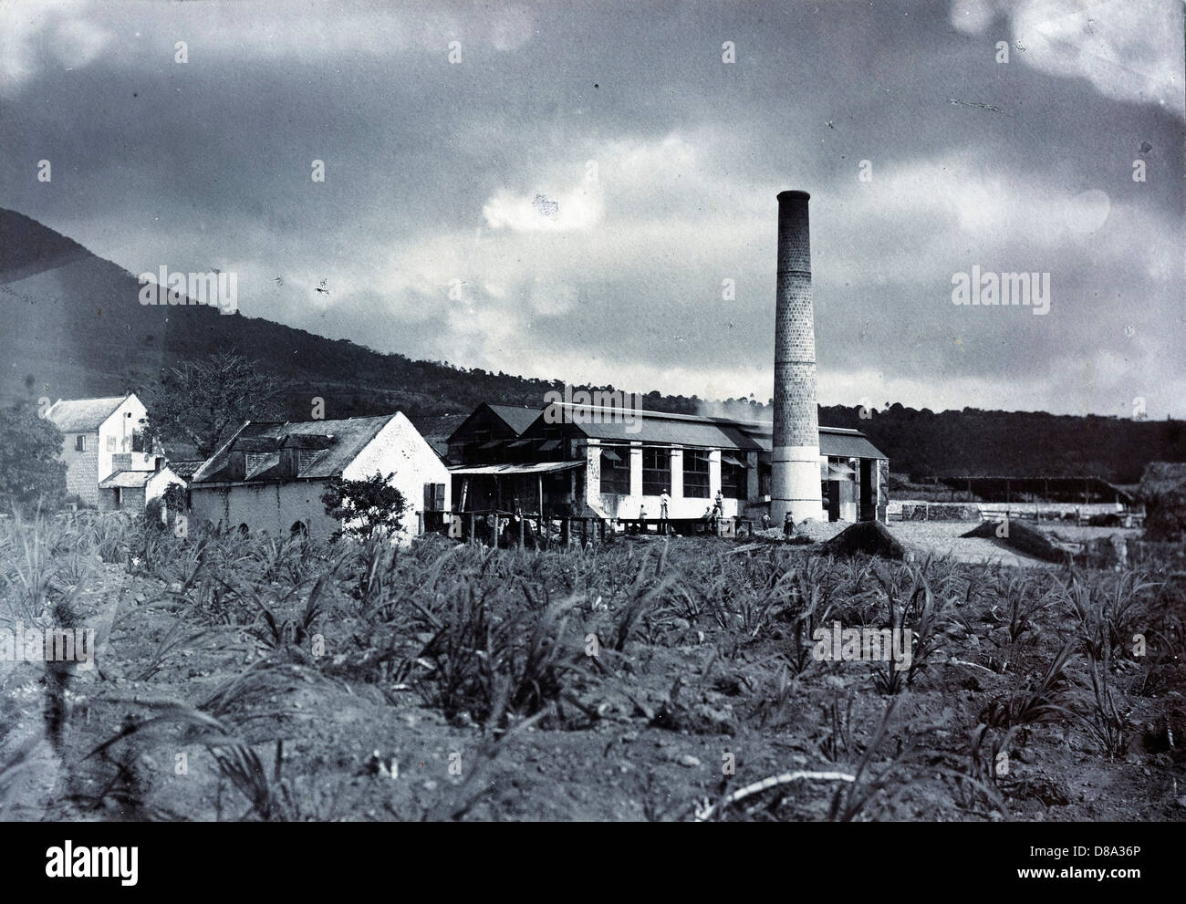 Pinneys Estate, Nevis, ca 1880, by C.C. Lyon Stock Photo