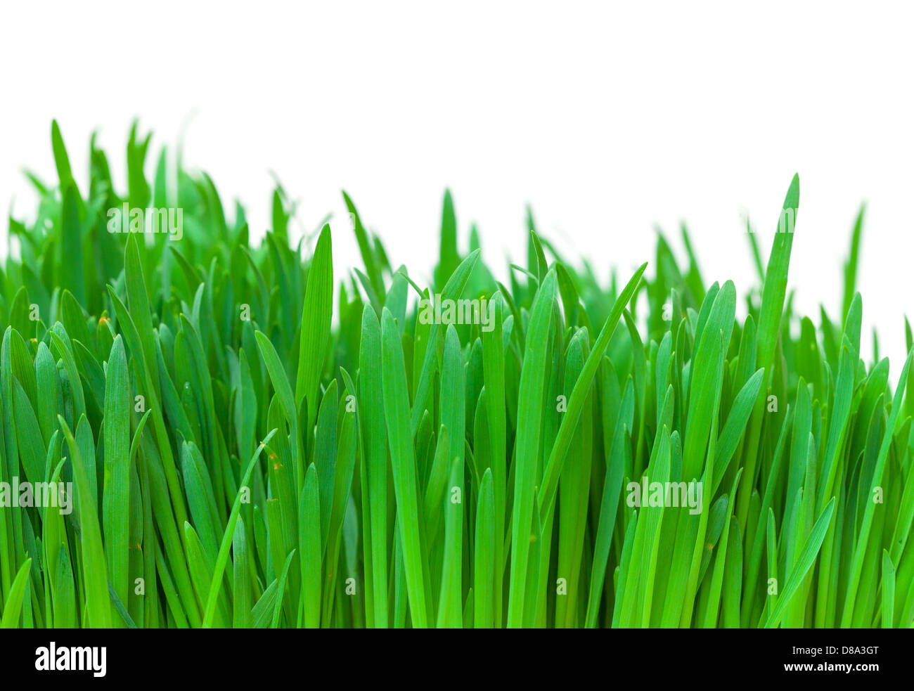 Green grass closeup on white background Stock Photo - Alamy