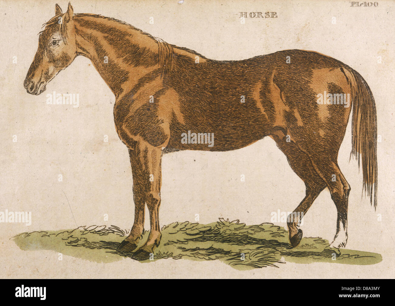 HORSE/BRIGHTLY 1811 Stock Photo