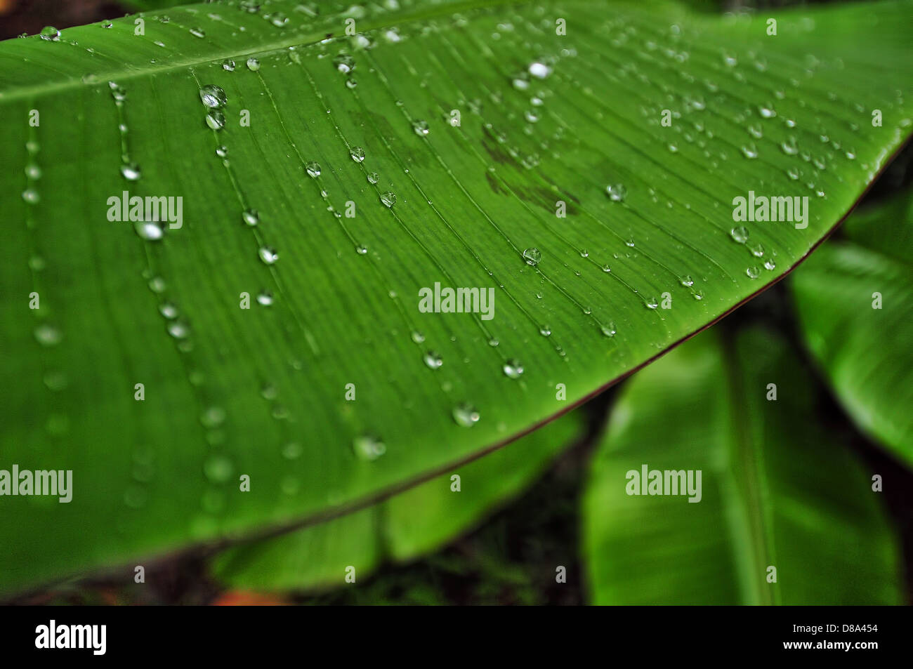 Zanzibar flora and fauna hires stock photography and images Alamy
