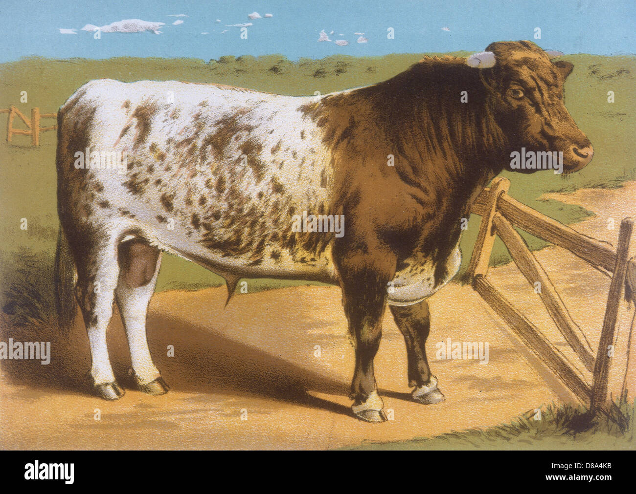 Shorthorn Bull Ironclad Stock Photo