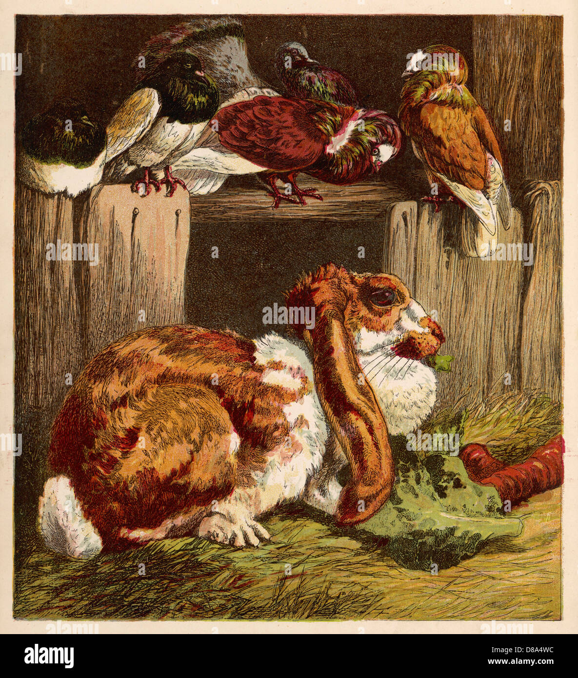 RABBIT AND PIGEONS 1860S Stock Photo