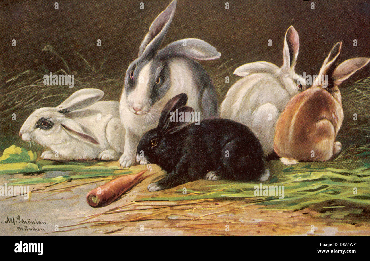 Assorted Rabbits ASSORTED RABBITS 1905 Stock Photo - Alamy