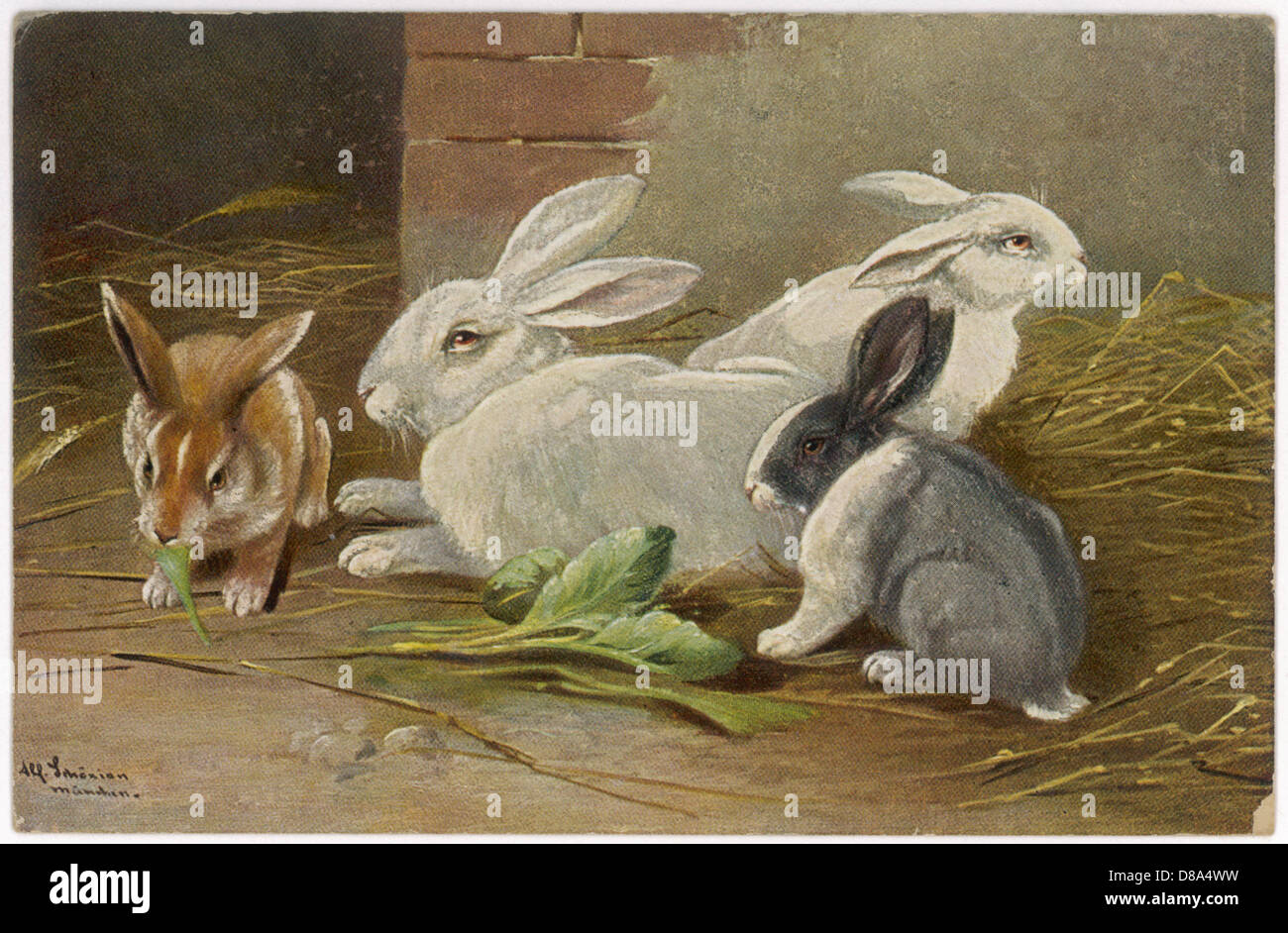 Assorted Rabbits ASSORTED RABBITS 1890S Stock Photo - Alamy