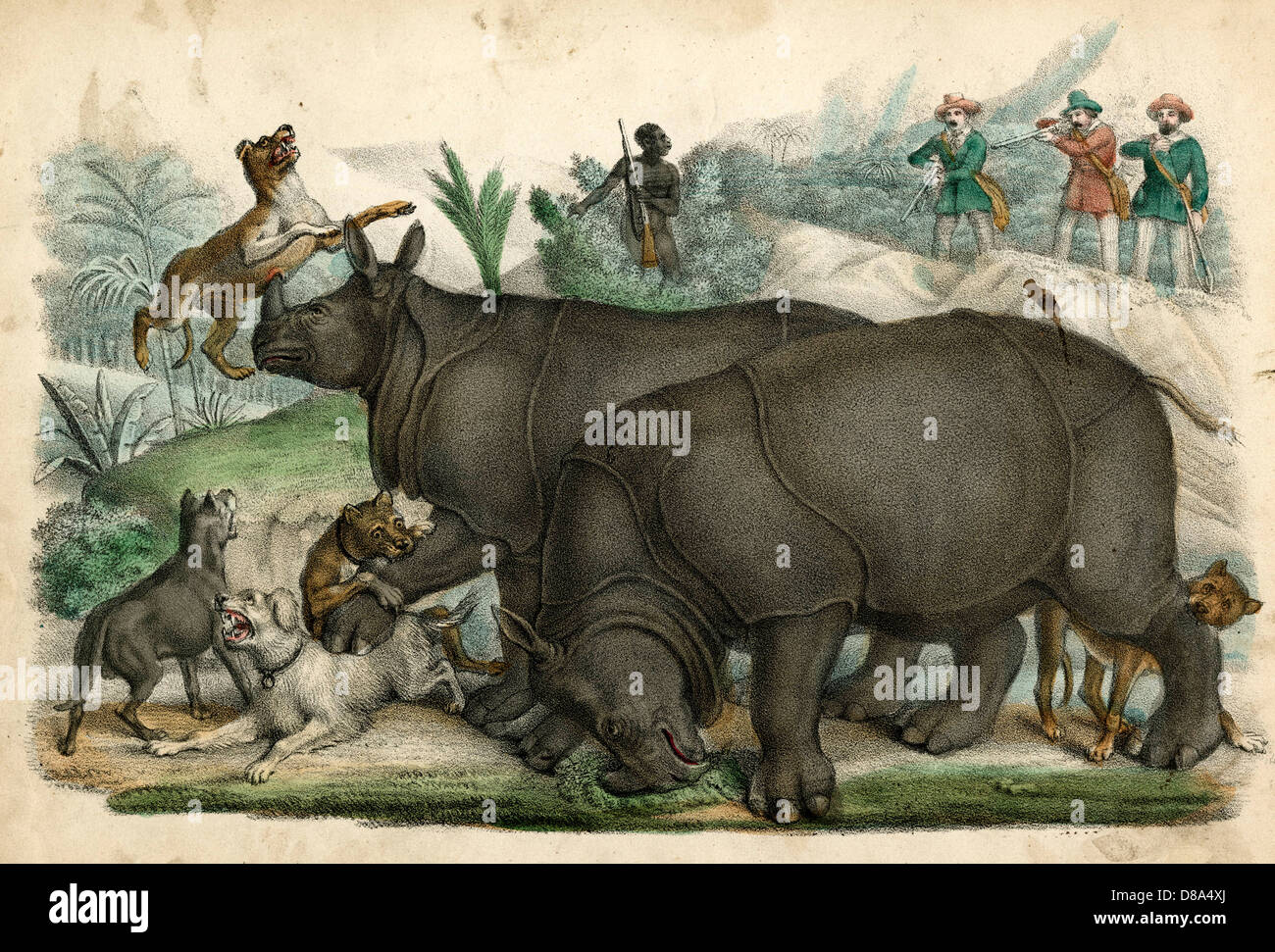 Rhinoceros Dogs circa 1845 Stock Photo Alamy